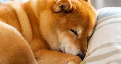 Shiba Inu Kurs-Prognose: Zwei Risiken für SHIB im März 2023