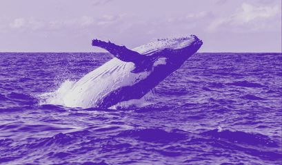 Bitcoin Whale Alarm Update: Wer war der 200.000 BTC Mega Whale?