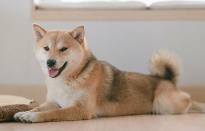 Shiba Inu &amp; Dogecoin Preisprognose: Fallend - jetzt kaufen?