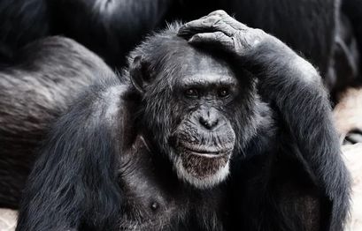Entwickler von Evolved Apes NFT verschwindet und stiehlt 2,7 Millionen Dollar