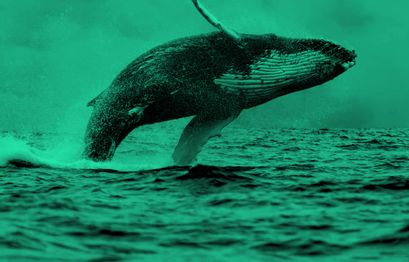 Bitcoin Whale Alarm: Bitcoin Wale bewegen über 75 Mio. $ in BTC zu Top-Börsen