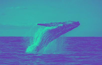 Bitcoin, Ethereum und XRP Whales transferieren über 235 Mio. USD - Was hat das zu bedeuten?