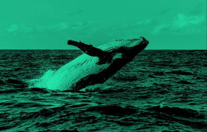 Ripple Whale Alarm: Ripple Wale bewegen über 1 Mrd. XRP