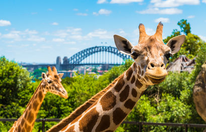Australia Zoo startet ein NFT-Projekt