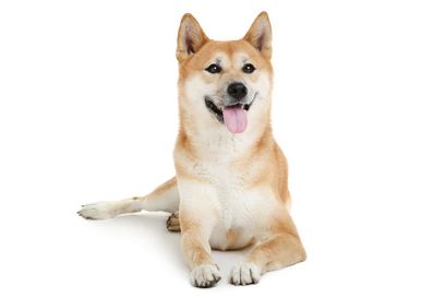 Shiba Inu Preisprognose: Ist SHIB eine gute Investition im November?