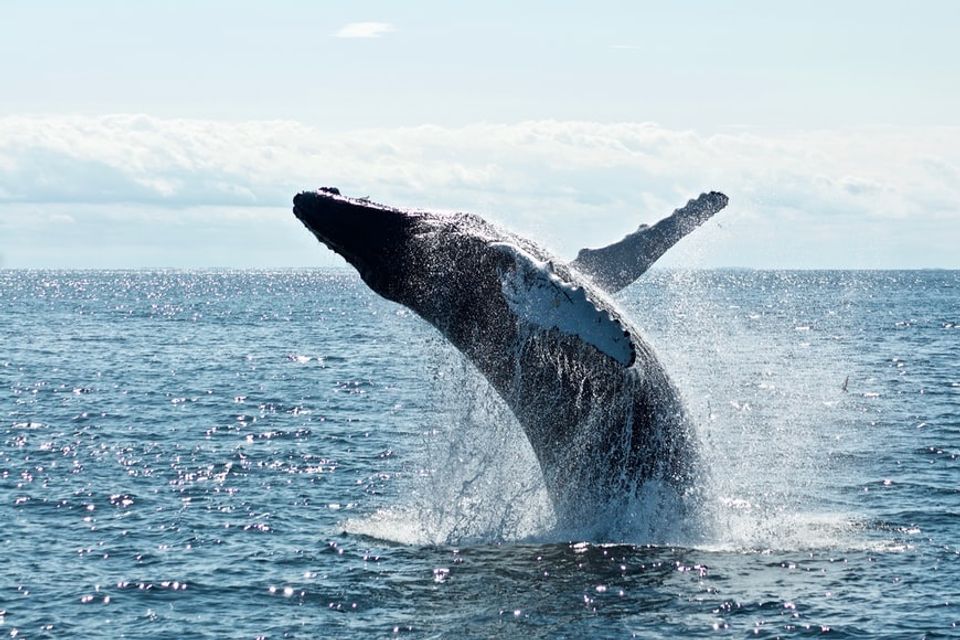 Bitcoin-Bestände der Wale erreichen Jahreshöchststand