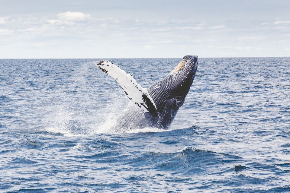Ethereum Wale verlagern mehr als 1 Milliarde US-Dollar