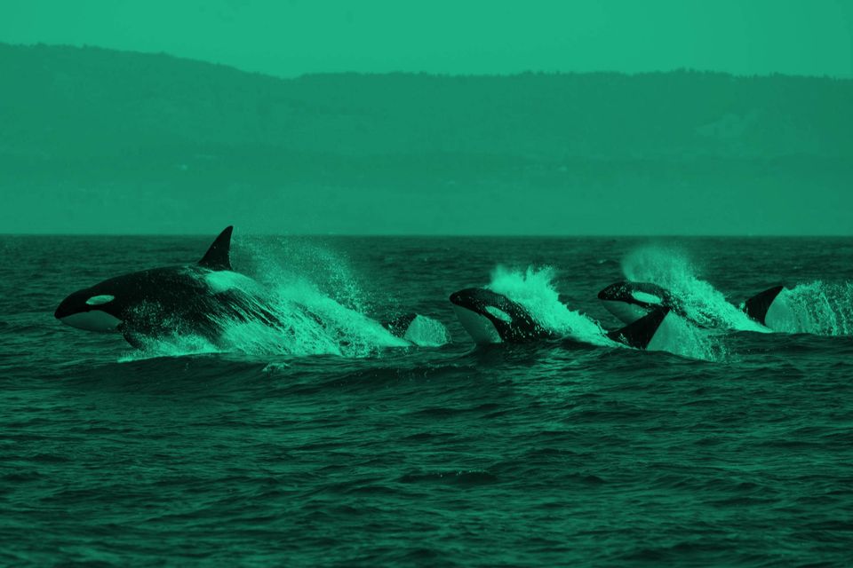 XRP und Chainlink werden laut Analyse-Unternehmen verstärkt von Walen aufgekauft und diese beiden Altcoins zeigen bullische Tendenzen