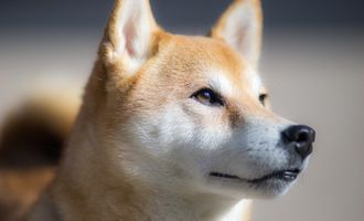 Shiba Inu auf dem Vormarsch - Ist es jetzt an der Zeit, SHIB zu kaufen?