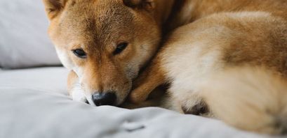 Bezoge Earth: Sollte man diesen Dogecoin und Shiba Inu Killer kaufen?