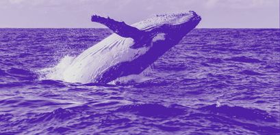 Bitcoin Whale Alarm: Massive Bewegungen von fast 83.000 BTC (ca. 870 Mio. USD) in nur 7 Stunden
