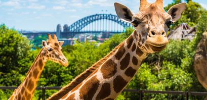 Australia Zoo startet ein NFT-Projekt