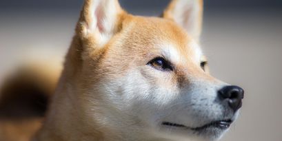Shiba Inu auf dem Vormarsch - Ist es jetzt an der Zeit, SHIB zu kaufen?