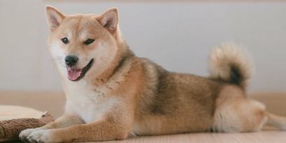 Shiba Inu Kurs-Prognose: Ein Muster deutet auf Preisanstieg hin