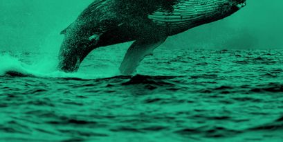 Bitcoin Whale Alarm: Bitcoin Wale bewegen über 75 Mio. $ in BTC zu Top-Börsen