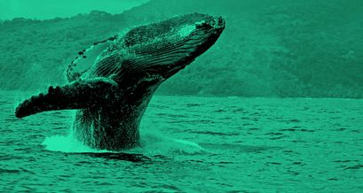 Crypto Whale im Meer