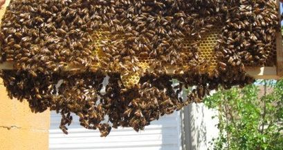 Offener Bienenstock