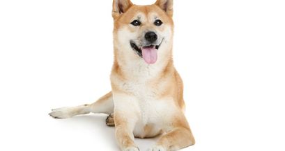 Shiba Inu Preisprognose: Ist SHIB eine gute Investition im November?